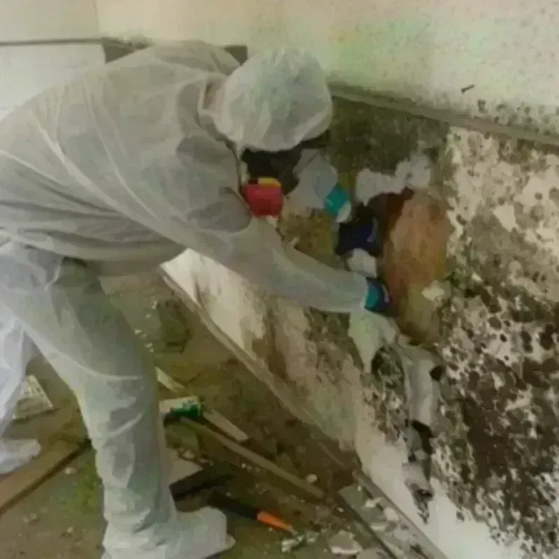 Mold Remediation and Removal in Lucerne, CA